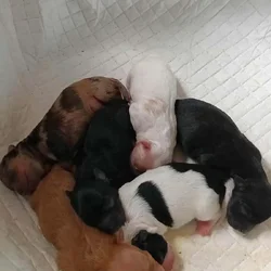 Maltipoo puppies
