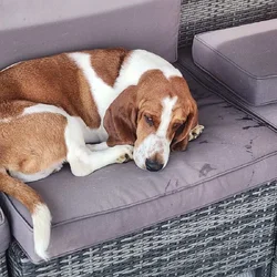 Male bassett hound one yr. Old neutered free to a