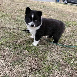 Aria the Pomsky