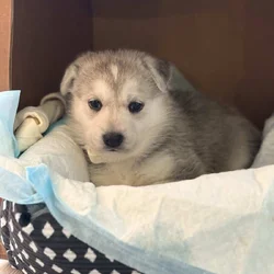 Husky