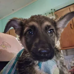 German shepherd puppies looking to be rehomed