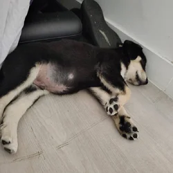 Puppy for sale