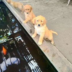 Golden Retriever Puppies For Sale