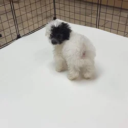 11 week old Poodle