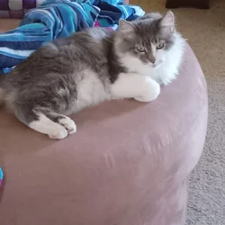 Norwegian Forest Cat