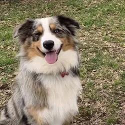 ASDR Mini Australian Merle Stud Service