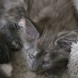 Maine Coon Kitten TICA registered cattery XMAS