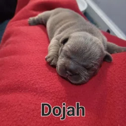 Micro Bully Pups