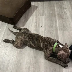 Female pitbull puppy for sale