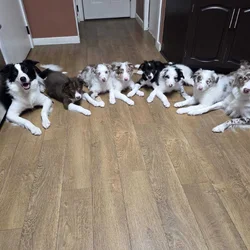 Border collie puppies