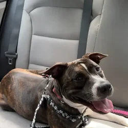 Rehome This Dog