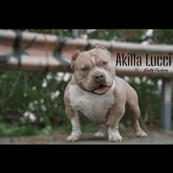 Bully
