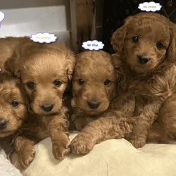 Mini-Golden Doodle Pups (Teacup to Toy size)