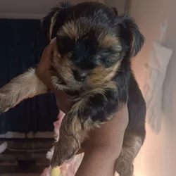 Yourkie male for sale