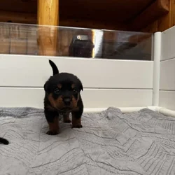 Puppies need a home