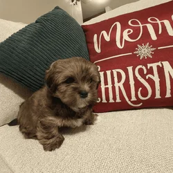 Santa’s sweetest Lhasa sidekick with video!