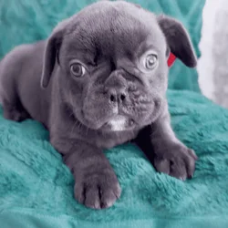 Vixen AKC French Bulldog Puppy Health Tested