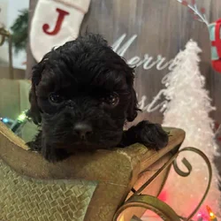Merry Christmas!