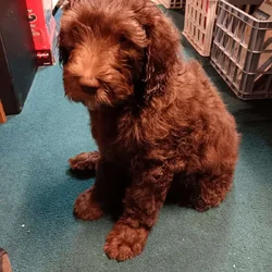 Chocolate brown standard labradoodle puppies