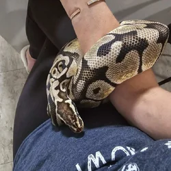 Ball Python