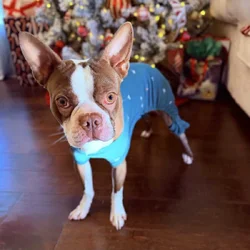 Boston Terrier