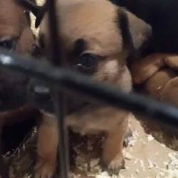 Cane Corso/ pug mix puppies