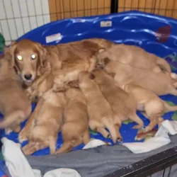 Golden retrievers puppies AKC, JM family pets