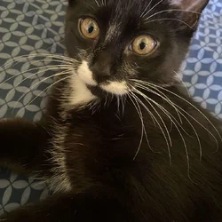 Giving away 1 Year Old Cat