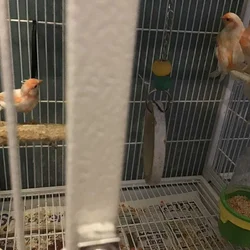 Canaries for sale