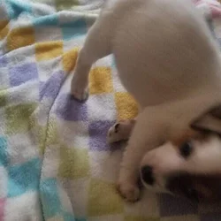 Jack Russell for sale