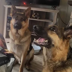 Akc German shepherds