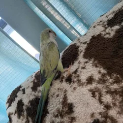 Turquoise opaline Quaker parrot