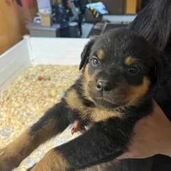 Puppy Rottweilers for sale