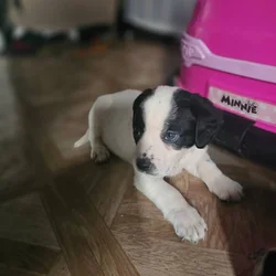 Puppies