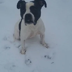 Sweet babies need new home
