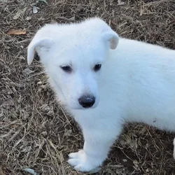 White German Shepherd puppies