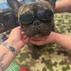 Milo frenchie