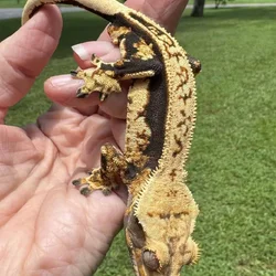 Male Tangerine Crested Gecko