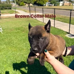 Belgian Malinois pups