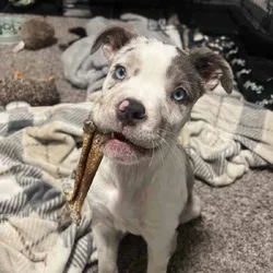 Pitsky pup