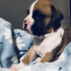 Boxer