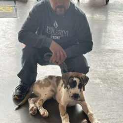Great Dane