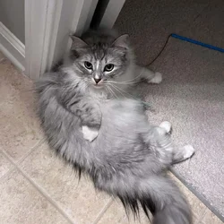 Siberian Cat