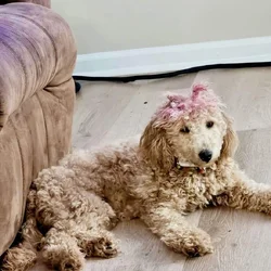 Golden doodle
