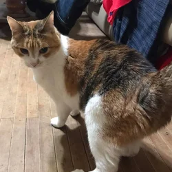 Rehoming Cat