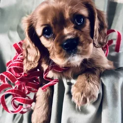Red Bow Girl