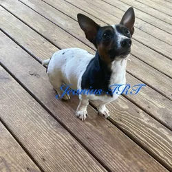 Female 12 pound Teddy Roosevelt Terrier