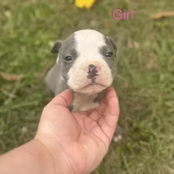 Blue pit puppies for sale!