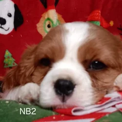 AKC Cavalier Puppies
