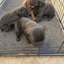 BULLDOGPUGS PUPPIES